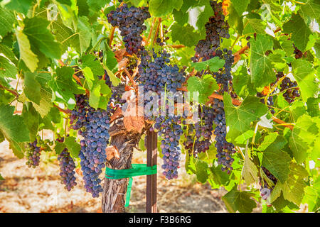 Syrah mûr dans le vignoble Banque D'Images