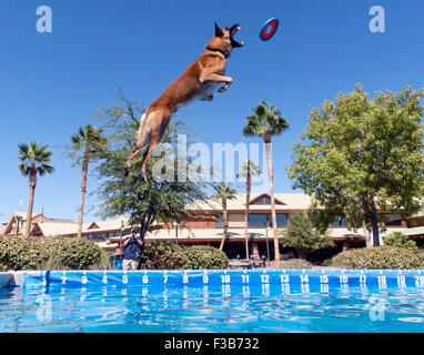 Las Vegas, Nevada, USA. 06Th Oct, 2015. Gabriel, un Malinois Belge de San Diego, Californie, en concurrence dans l'air super demi finale à la Splash 2015 Championnats nationaux de chien. © Brian Cahn/ZUMA/Alamy Fil Live News Banque D'Images