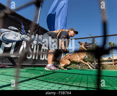 Las Vegas, Nevada, USA. 06Th Oct, 2015. LISE STRUM, de San Diego, Californie, encourage les Mona, une Belge Malinois, comme ils sont en concurrence dans l'air super demi finale à la Splash 2015 Championnats nationaux de chien. © Brian Cahn/ZUMA/Alamy Fil Live News Banque D'Images