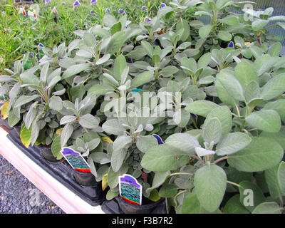 Plantes sauge en pots en pépinière Banque D'Images