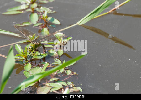 Une libellule verte camouflés en ponte dans l'eau Banque D'Images