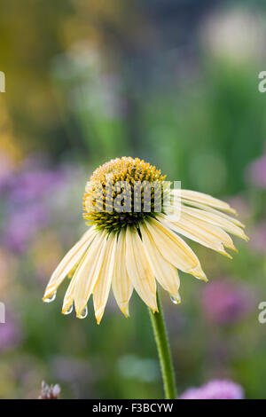 Echinacea 'Amber Mist' fleur. Coneflower dans une frontière herbacées en automne. Banque D'Images