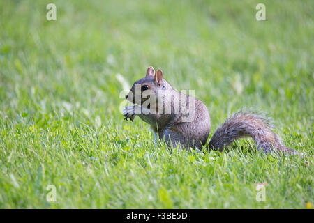 L'Écureuil gris (Sciurus carolinensis) en été. Banque D'Images