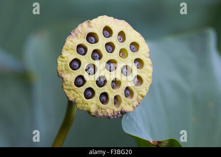 Indian lotus rose fruit Banque D'Images