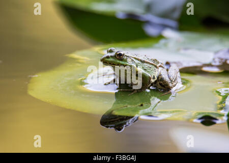 Grenouille des marais (Pelophylax ridibundus) et Lotus Banque D'Images