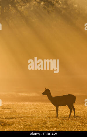 Le daim (Dama dama) Banque D'Images