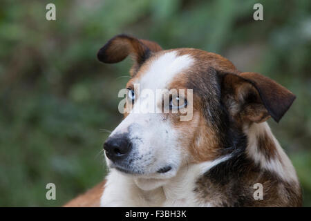 Portrait de chien mignon Rocé avec avec différentes couleur des yeux - bleu/blanc et brun. Banque D'Images