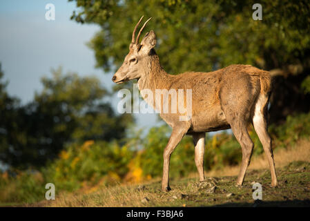 Les jeunes red deer stag in early morning light. Banque D'Images