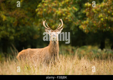 Seul red deer stag en forêt d'automne Banque D'Images