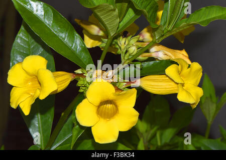 Allamanda Schottii Bush flowers Banque D'Images