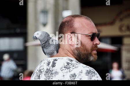 Brighton UK Dimanche 4 octobre 2015 - Sweetie le Parrot bénéficie d'une promenade avec son propriétaire et d'amis, profiter du magnifique soleil de fin d'été sur le front de mer de Brighton aujourd'hui . La météo devrait prendre un tour pour le pire avec les prévisions de pluie d'y pénétrer à partir de demain Crédit : Simon Dack/Alamy Live News Banque D'Images