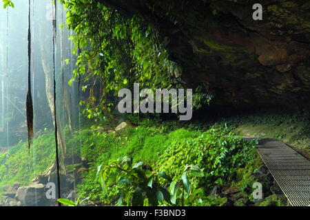 Derrière le voile de douche Crystal Falls dans la région de Dorrigo Wonga à pied, le Parc National de Dorrigo, NSW, Australie. Banque D'Images