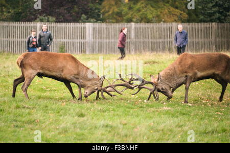 Londres, Royaume-Uni. 4 octobre, 2015. L'orniérage Stag UK d'automne. Deux cerfs dans les bois de Bushy Park, à l'ouest de Londres qui s'affrontent pour la domination du troupeau pendant la saison de reproduction annuel au début de l'automne : 4 octobre 2015 Crédit : STUART WALKER/Alamy Live News Banque D'Images