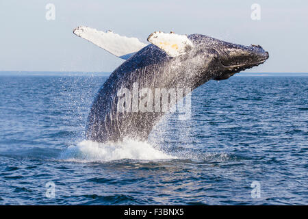 Baleine à bosse (Megaptera novaeangliae) Breaching-Cape Cod, Massachusetts Banque D'Images