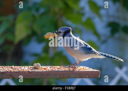 American geai bleu (Cyanocitta cristata) en automne avec des arachides. Banque D'Images