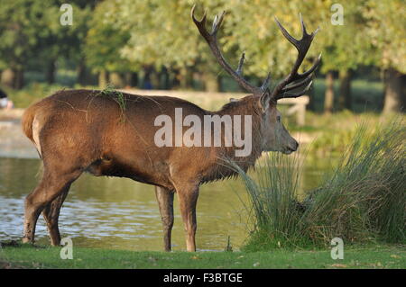 Red Deer (Cervus elaphus) Stag A young Red Deer Stag durant l' ornière' en automne à Bushy Park Kingston UK. Banque D'Images