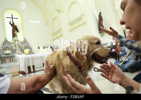 Sao Paulo, Brésil. 4ème Oct, 2015. Un animal participe à une messe pour les animaux dans le cadre de la Journée Mondiale des Animaux à Sao Paulo, Brésil, le 4 octobre 2015. La Journée mondiale des animaux a été créé en 1929 pour une initiative de l'Organisation mondiale de la protection des animaux. © Rahel Patrasso/Xinhua/Alamy Live News Banque D'Images