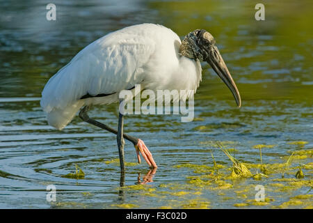 Wood Stork (Mycteria americana) se nourrir dans l'étang avec des pieds en l'air. Banque D'Images