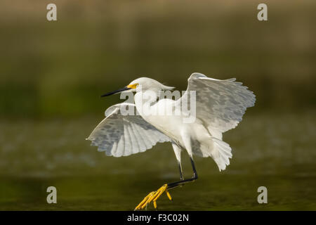 Aigrette neigeuse (Egretta thula) d'atterrissage dans un superbe lagon avec des ailes. Il se distingue facilement des autres hérons par sa b Banque D'Images