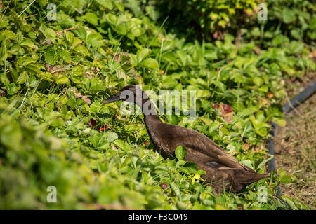 Coureur indien chocolat (Anas platyrhynchos domesticus) dans le jardin de fraises. Banque D'Images