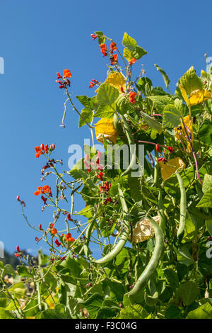 Scarlet Runner Beans croissant sur un tipi trellis à Leavenworth, Kansas, USA Banque D'Images