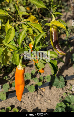 Poivron carotte bulgare plante poussant à Leavenworth, Kansas, USA. Banque D'Images