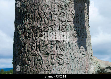 Clark's Tree sculpture en bronze le long du sentier de découverte, Long Beach, Washington Banque D'Images