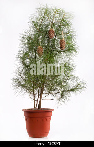 La direction générale des trois sapins de strobile célébration de Noël Nouvel an fête décoration macro close up green nature decor bande cèdre archet d'or Banque D'Images