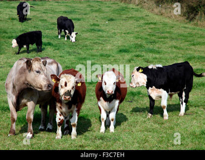 Vache avec son veau sur une ferme. Monaghan Co. Banque D'Images