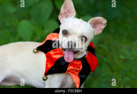 Funny dog est drôle chien est un mignon petit Chihuahua avec sa langue sortir de sa bouche heureusement vous regarde. Banque D'Images