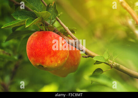 Deux pommes rouges sur la branche, les matières organiques des fruits dans le verger. Banque D'Images