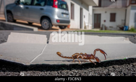 Ils ont été capturés et Scorpion évincé d'une maison dans la région de Veneto Italie (indemnes) Banque D'Images
