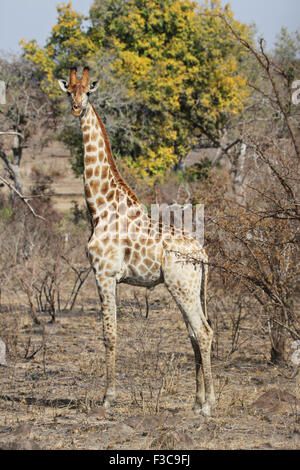 Une girafe sauvage quelque part dans Krueger National Park, Afrique du Sud. Banque D'Images