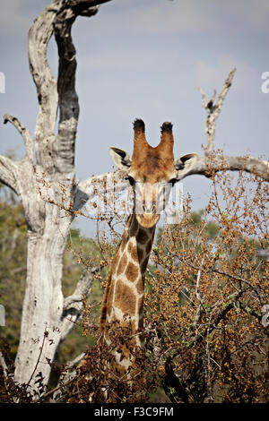 Le portrait d'une girafe curieux quelque part dans Krueger National Park, Afrique du Sud. Banque D'Images