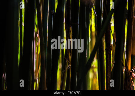 Borde Hill, West Sussex, UK. 4 octobre, 2015. Tiges de bambou dans la série Dell au Borde Hill Gardens. Crédit photo : Julia Claxton/Alamy Live News Banque D'Images