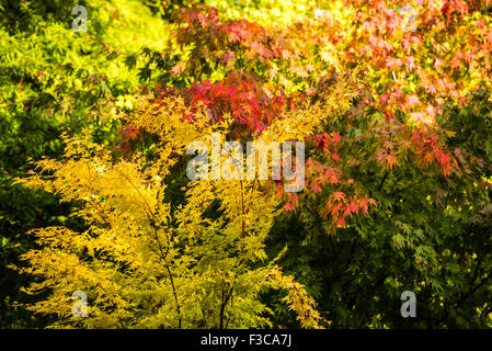 Borde Hill, West Sussex, UK. 4 octobre, 2015. La couleur du feuillage d'automne dans les arbres à Borde Hill Gardens. Crédit photo : Julia Claxton/Alamy Live News Banque D'Images