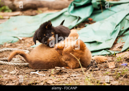 Cute chiots errants jouer Banque D'Images