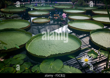 Les feuilles de nénuphar nénuphar dans la chambre à Kew Gardens, London, UK Banque D'Images