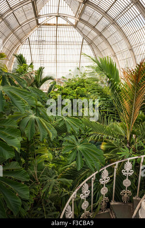L'intérieur de la Palm House à Kew Gardens, London, UK Banque D'Images