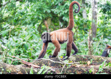 Singe laineux dans la forêt amazonienne près d'Iquitos, Pérou Banque D'Images