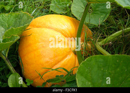 citrouille jaune poussant dans le jardin anglais de cottage, norfolk, angleterre Banque D'Images