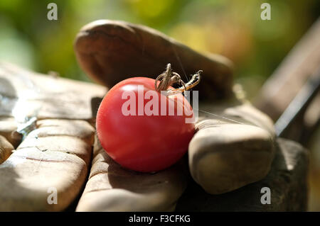 L'un rouge tomate sur jardin ancien glove in greenhouse Banque D'Images