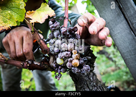 Les raisins de la récolte de la vigne Banque D'Images