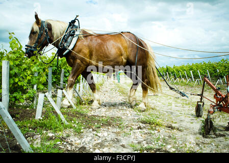 L'tirant la charrue à vineyard Banque D'Images