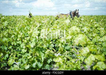 Vigneron et vignoble à cheval Banque D'Images