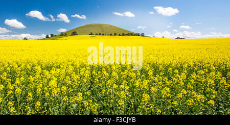 Les champs de canola briller sur une journée ensoleillée près de Smeaton dans les champs aurifères de l'époque victorienne, l'Australie Banque D'Images