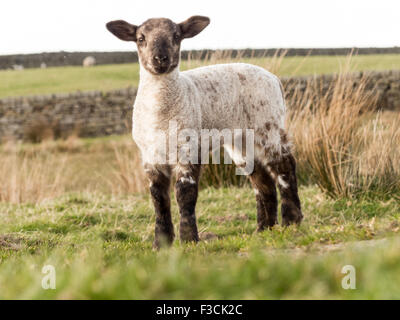 Les Jeunes agneaux Swaledale au printemps, photographié près de Goathland, North Yorkshire, UK. Banque D'Images