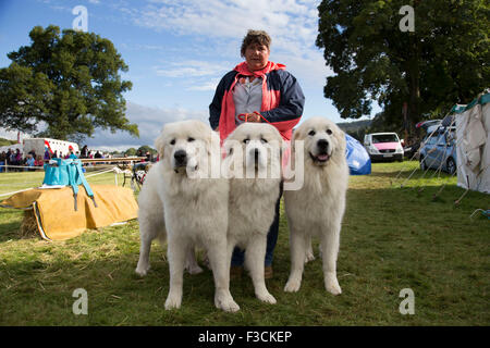 Trois Chiens de Montagne des Pyrénées, également connu sous le nom de la Grande Chaîne des Pyrénées, à l'exposition, un élément essentiel du "spectacle", comme Campsites Canet-en-Roussillon la Nidderdale Show, est un salon de l'agriculture traditionnelle Dales pour le meilleur de l'élevage, de produire et de l'artisanat dans le Yorkshire Dales. Tenue à la pittoresque entoure de Bewerley Campsites Canet-en-Roussillon, Parc, est l'un des plus grands du comté de spectacles. Il attire régulièrement des foules de 17 000 et traditionnellement marque la fin de la saison agricole. Banque D'Images
