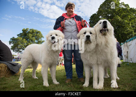 Trois Chiens de Montagne des Pyrénées, également connu sous le nom de la Grande Chaîne des Pyrénées, à l'exposition, un élément essentiel du "spectacle", comme Campsites Canet-en-Roussillon la Nidderdale Show, est un salon de l'agriculture traditionnelle Dales pour le meilleur de l'élevage, de produire et de l'artisanat dans le Yorkshire Dales. Tenue à la pittoresque entoure de Bewerley Campsites Canet-en-Roussillon, Parc, est l'un des plus grands du comté de spectacles. Il attire régulièrement des foules de 17 000 et traditionnellement marque la fin de la saison agricole. Banque D'Images