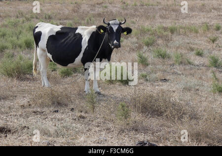 Un Grec le pâturage du bétail dans un champ. Banque D'Images